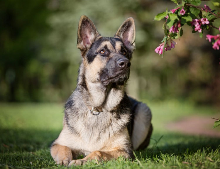 photo de berger d'Europe de l'Est