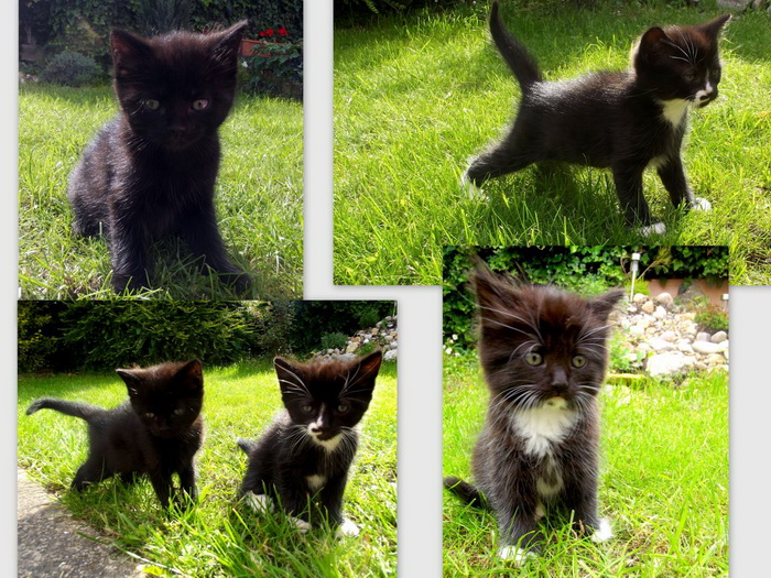 Chatons chocolat de York