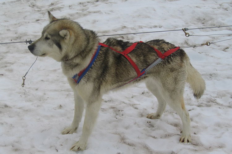 Race de chien Husky d'Alaska