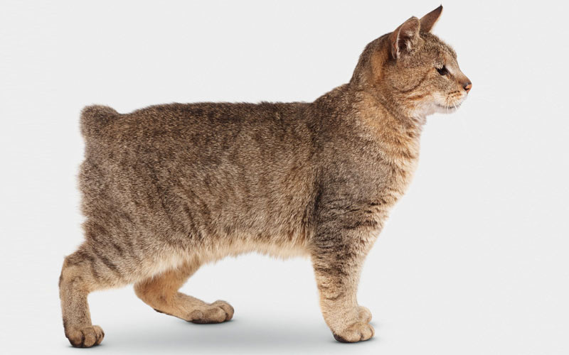 apparence du chat Bobtail américain