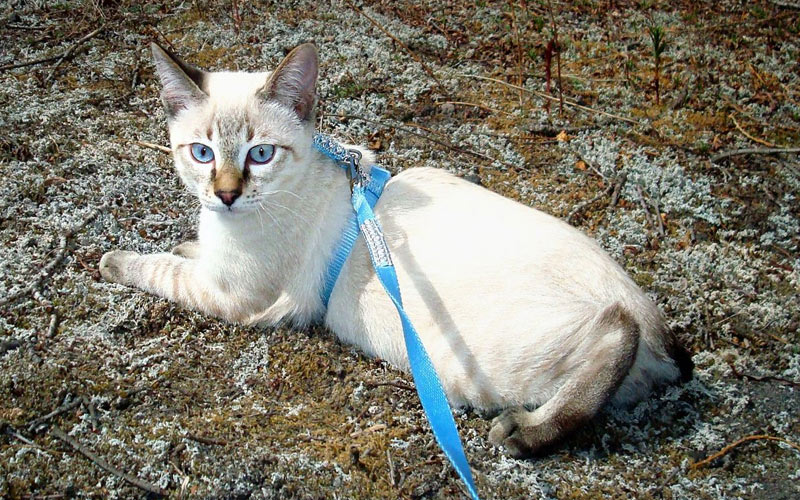 Personnalité du Bobtail américain