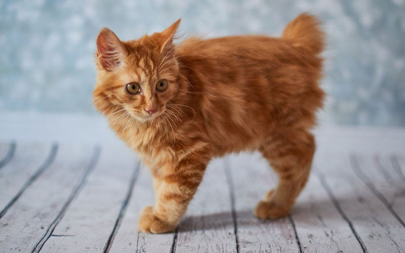 Comment choisir un chaton Bobtail américain