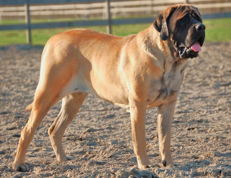 Standard du Mastiff anglais