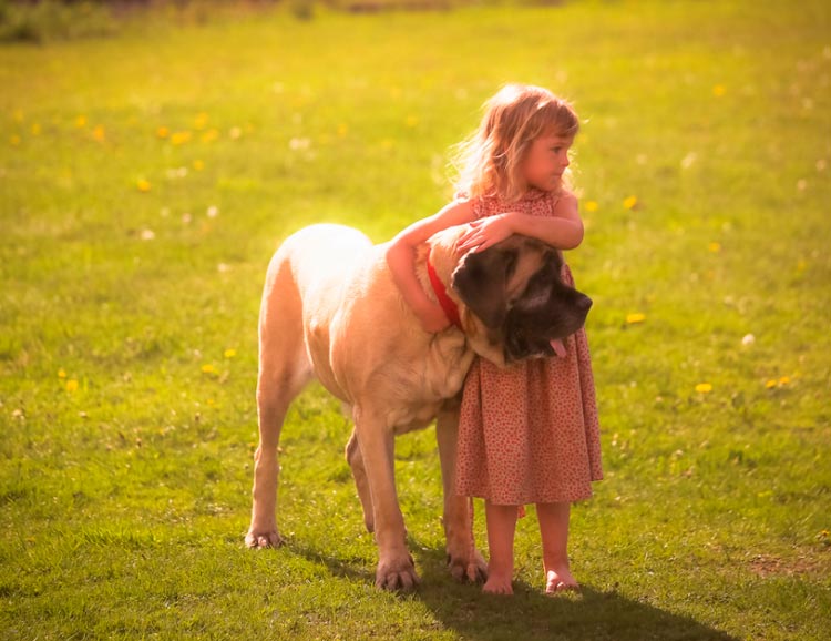 Mastiff anglais avec un enfant