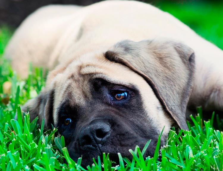 chiot Mastiff anglais