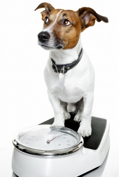 Anorexie chez un chien