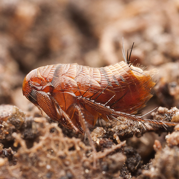 Photos de puces sur des chats