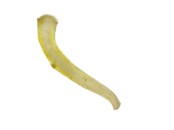 Les cestodes sont des parasites chez les chats.