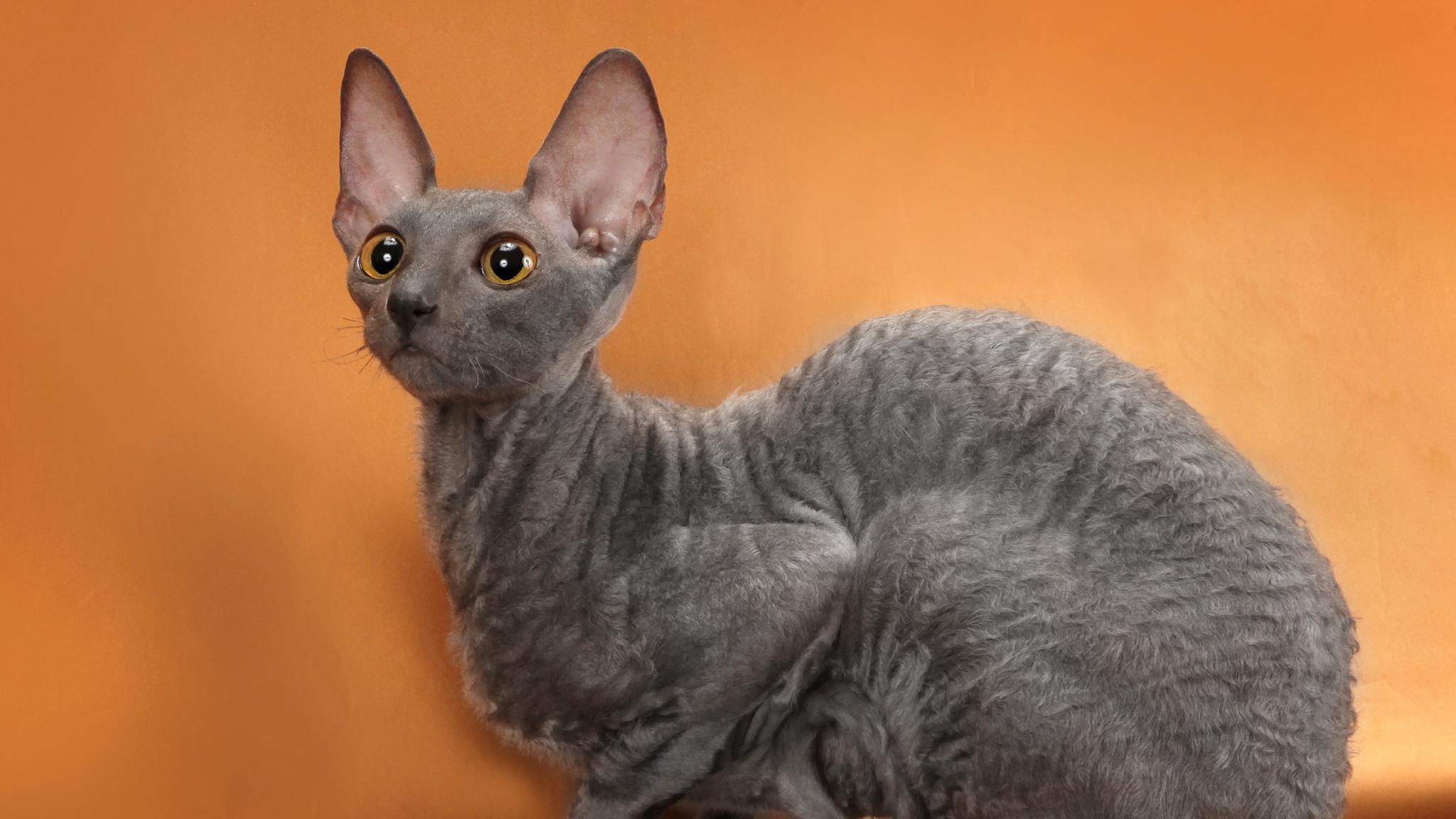 Cornish Rex