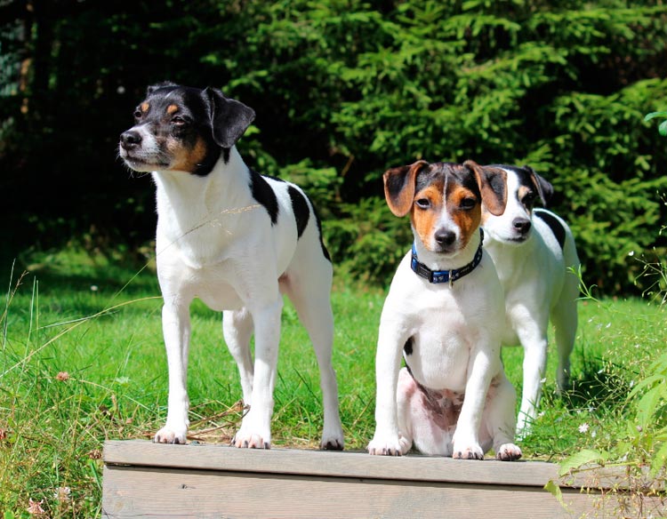 chiens de ferme danois suédois