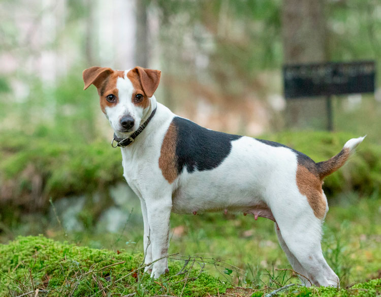 race de chien de ferme danois-suédois