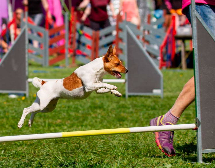 Agilité du chien de ferme danois-suédois