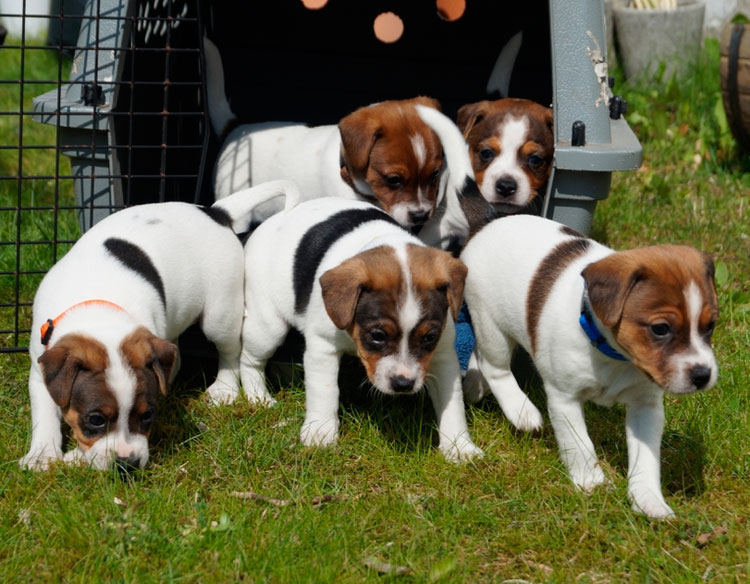 Chiots de race Danoise Suédoise de ferme