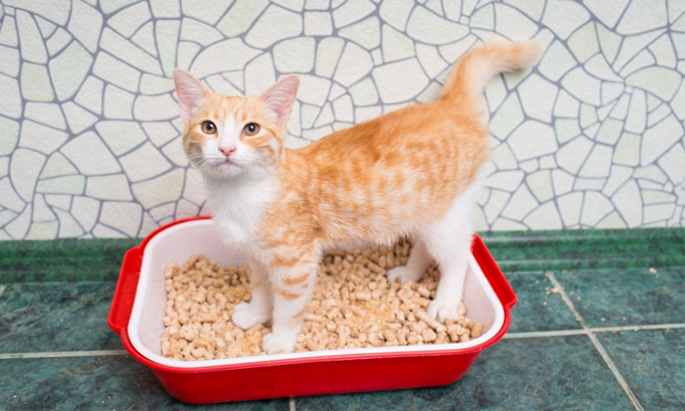 Symptômes de la présence de vers chez le chat, types d'helminthes, diagnostic, traitement