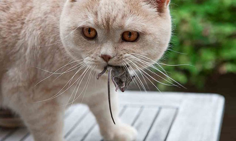 Vers chez le chat : voies d’infection et traitement