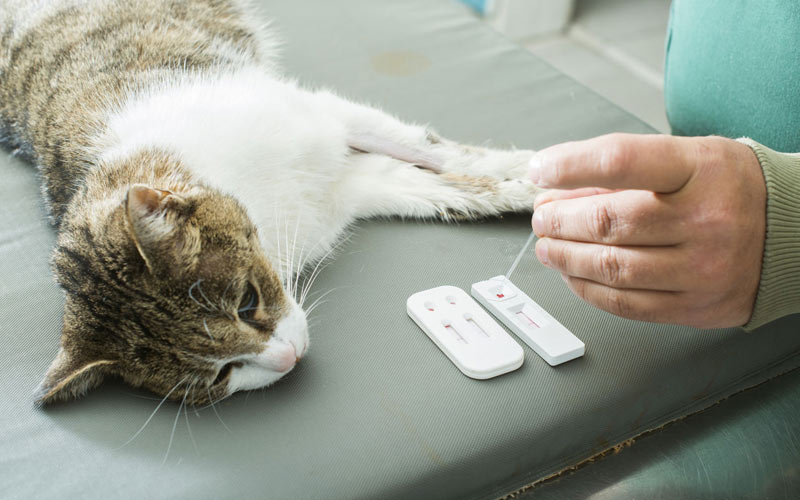 Comment déterminer le groupe sanguin d'un chat