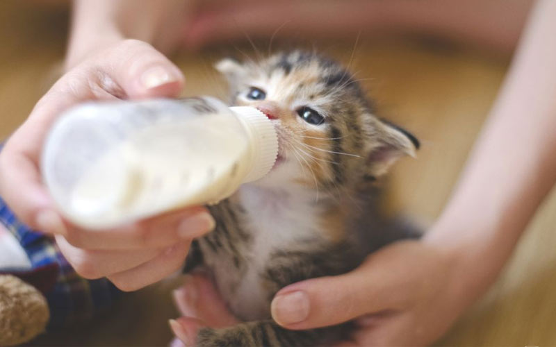 Que faire en cas de forte probabilité d'incompatibilité entre une chatte et ses chatons ?