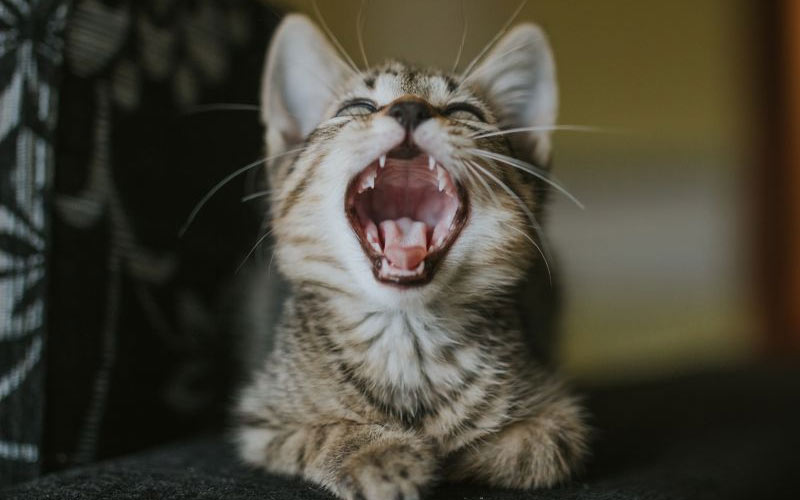Comment apprendre à un chat à se brosser les dents