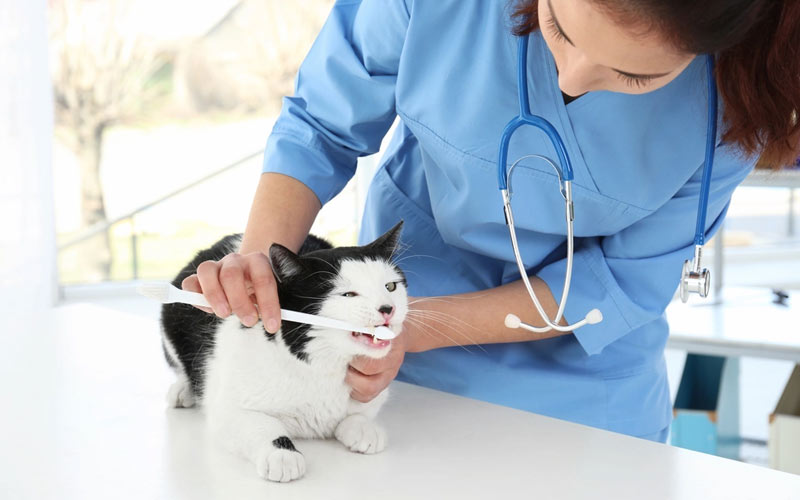 Comment brosser les dents de son chat à la maison