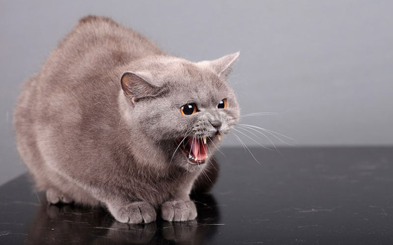 Comment faire cohabiter deux chats dans une même maison