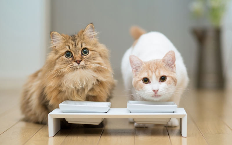 Deux chats à la maison : comment les réconcilier, règles de coexistence