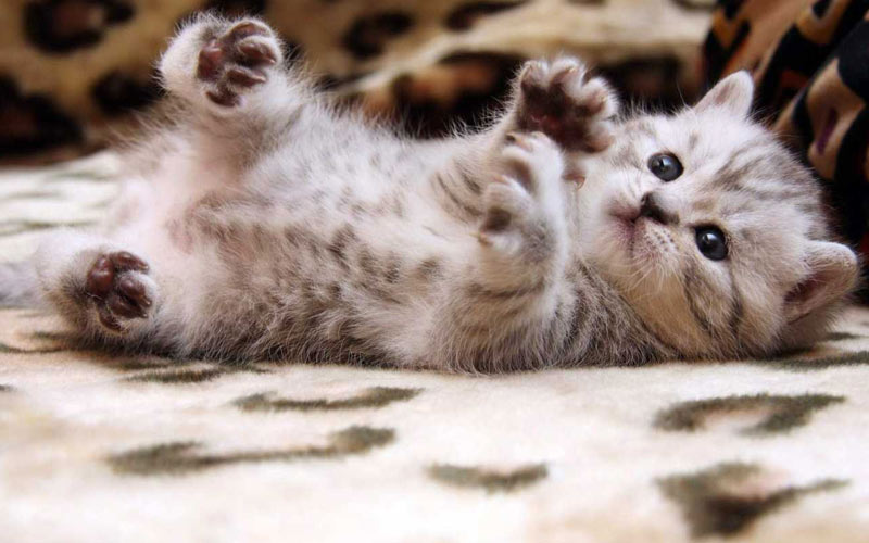 Critères de choix d'un chaton