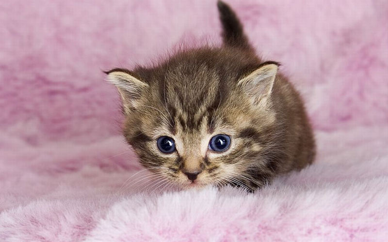 Vaut-il mieux choisir un chat mâle ou une chatte ?