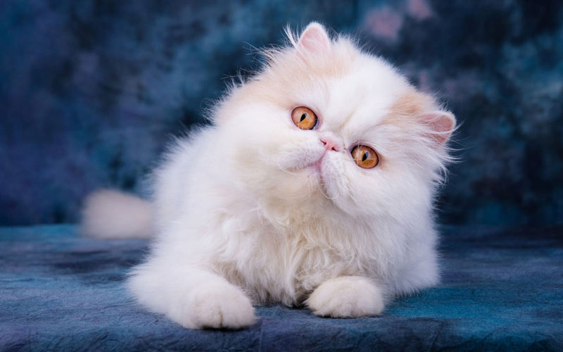 Comment choisir un chaton beau et en bonne santé