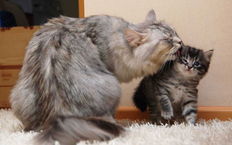 À quel âge devrais-je prendre un chaton ?