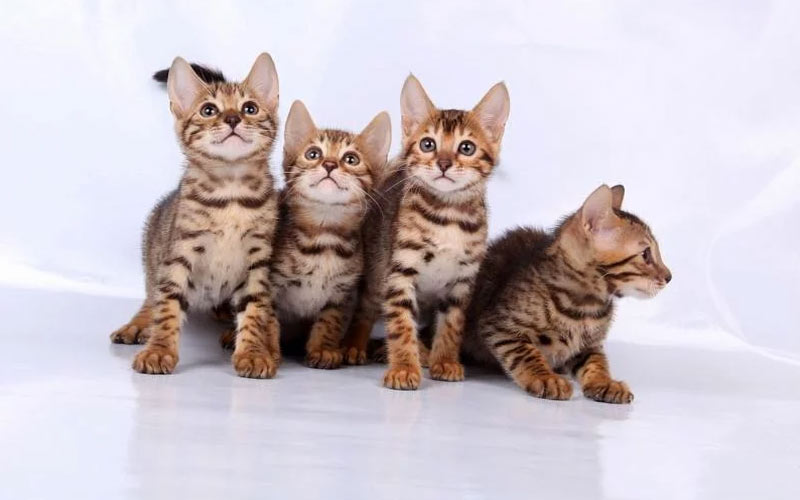 Comment choisir un chaton ? Santé, race, caractère