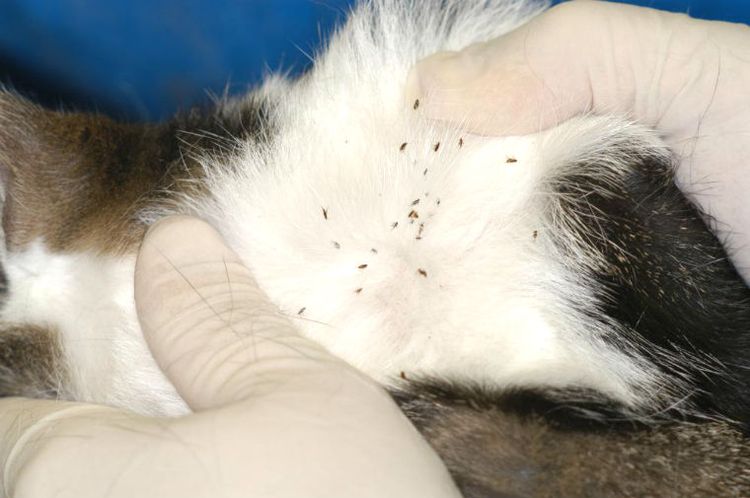 Des puces sur un chaton