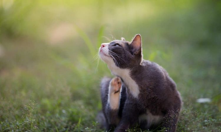 Comment se débarrasser des puces chez un chat