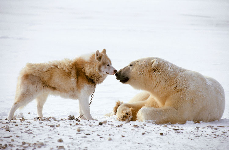 Chien esquimau canadien et ours
