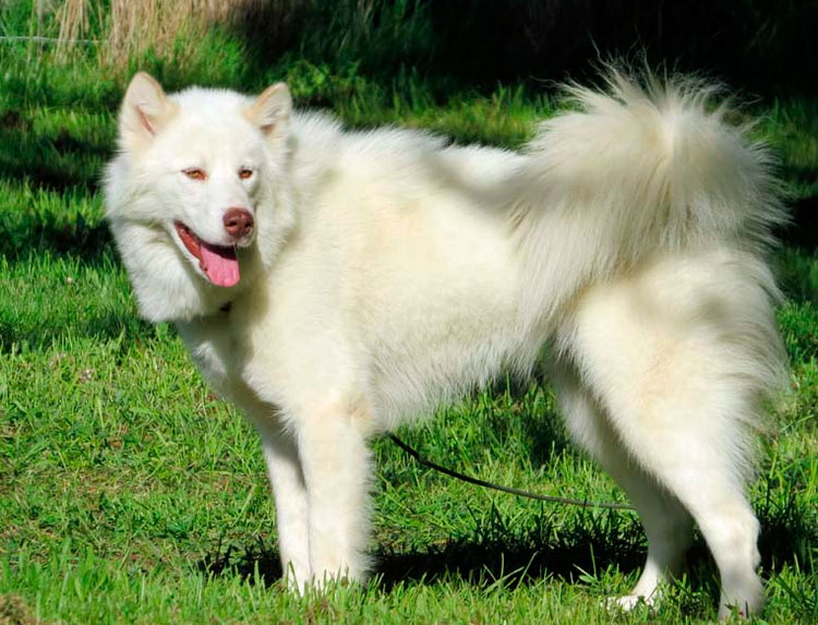 Chien esquimau canadien