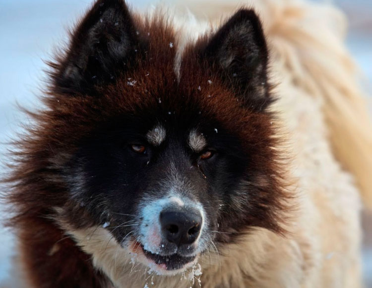 prix du chien esquimau canadien
