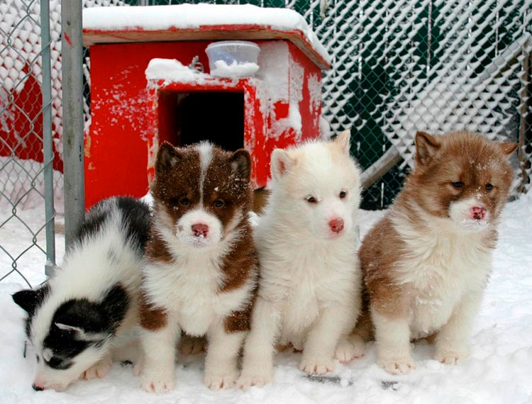 Chiots de chien esquimau canadien