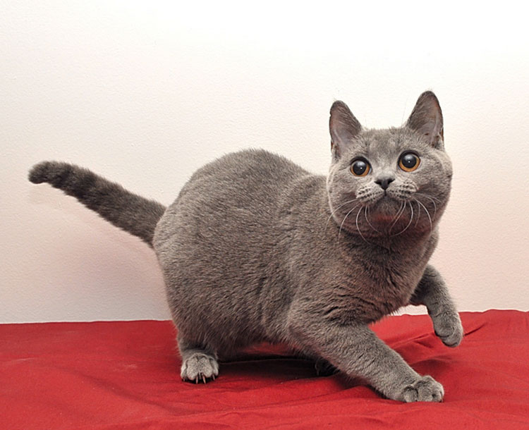 photo d'un chat chartreux