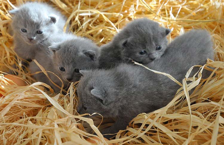 chatons chartreux