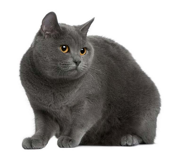 Chat chartreux