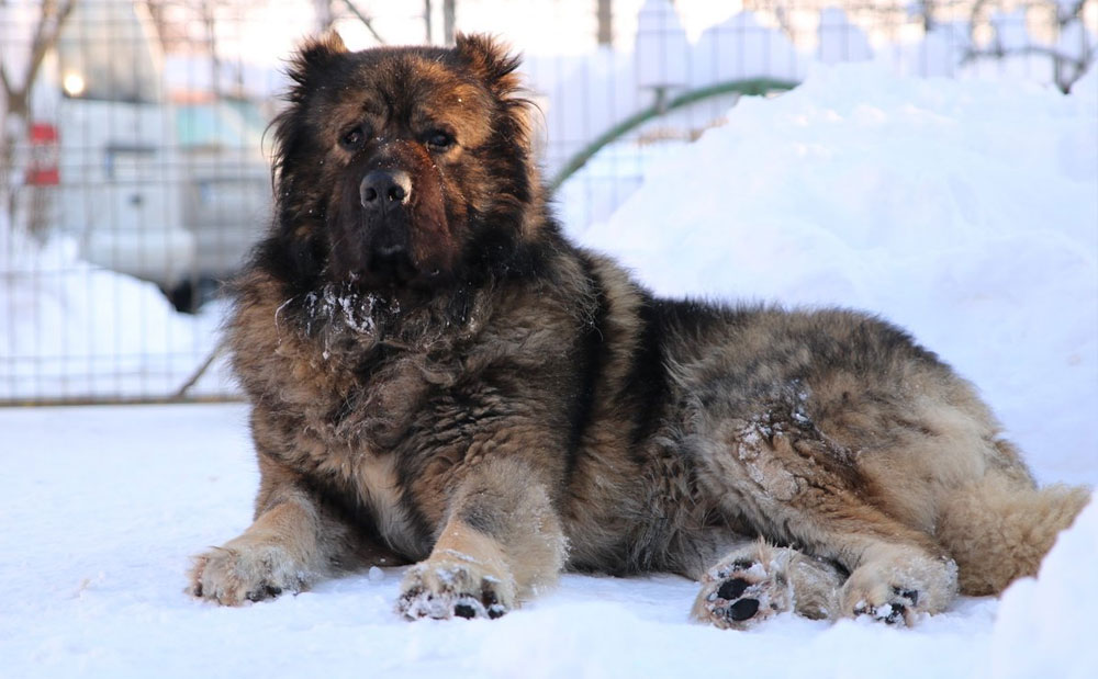 Histoire de la race du Berger du Caucase