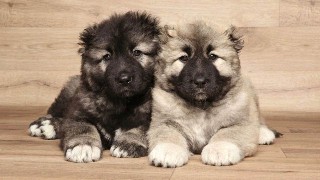 chiots Berger du Caucase