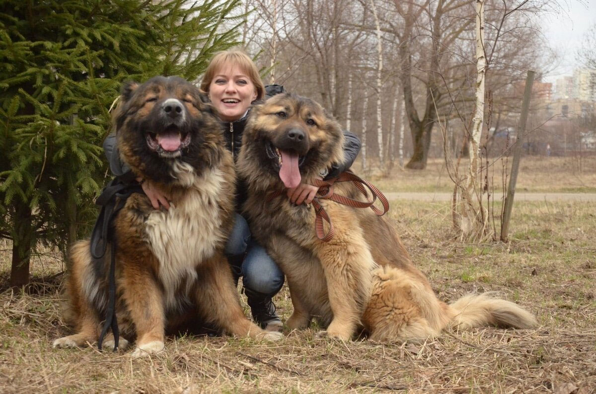 Dressage de bergers du Caucase
