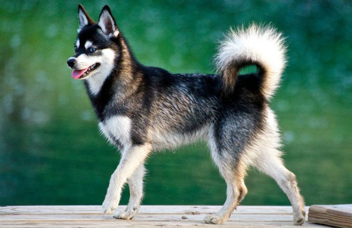 Alaskan Klee Kai