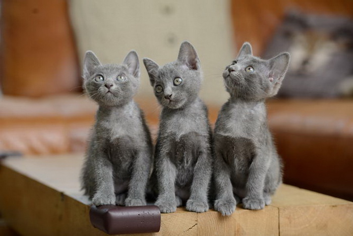 chatons Korat