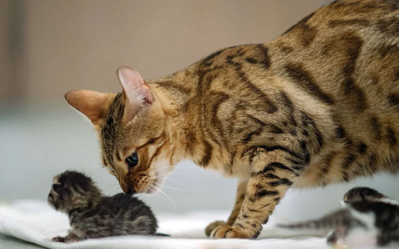 Le chat ne sait pas quoi faire avec le chaton, il refuse de le nourrir, que dois-je faire ?