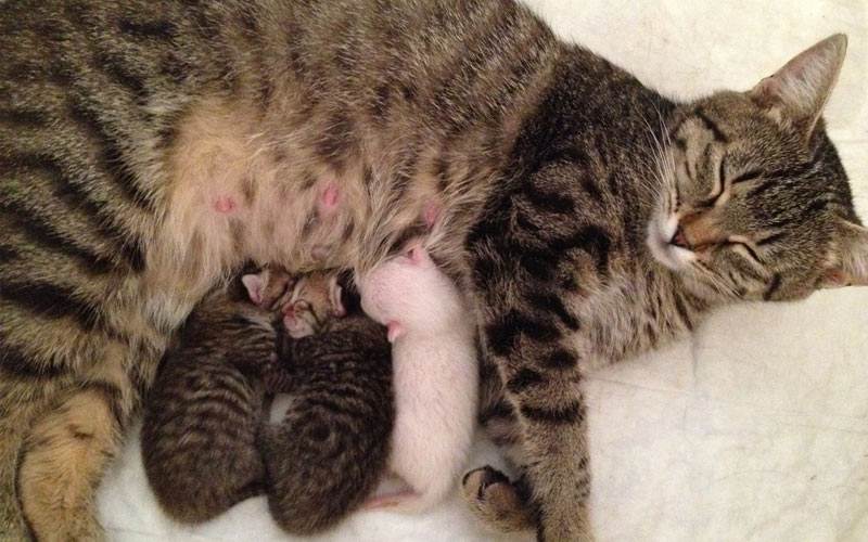 Maladies pouvant amener une chatte à abandonner ses chatons