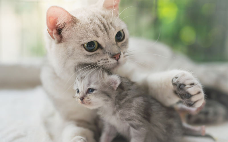 La chatte a abandonné le chaton. Raisons