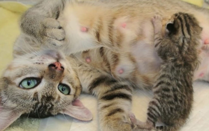 Pourquoi une chatte refuse-t-elle de nourrir ses chatons ?