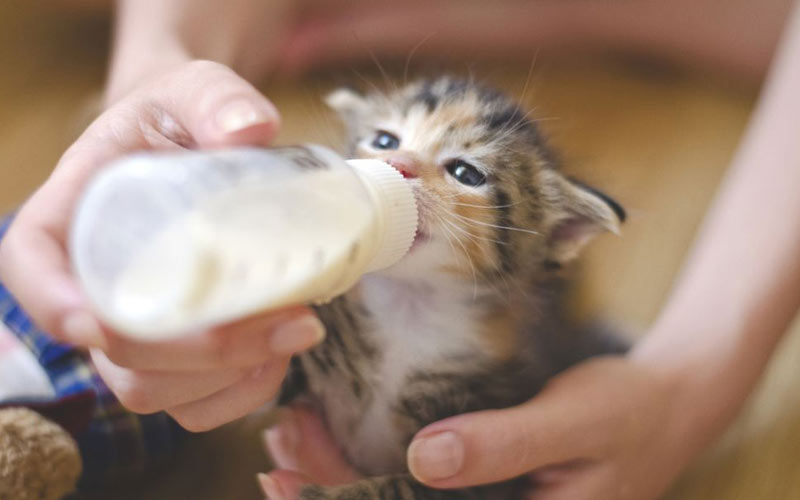 Comment nourrir un chaton si le chat refuse de manger ?