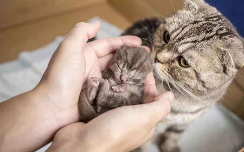 L’instinct maternel chez les chats : pourquoi les chats rejettent-ils les chatons ?
